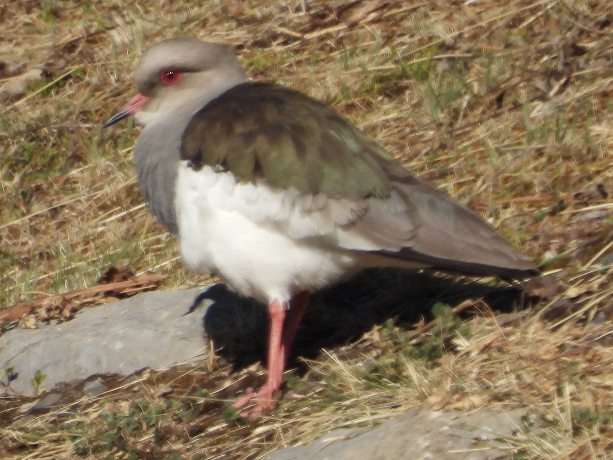 Andean Lapwing - ML638280181