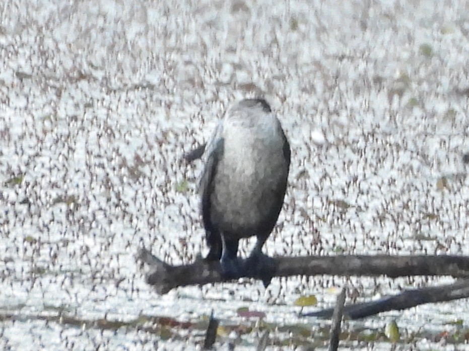 Double-crested Cormorant - ML638280186