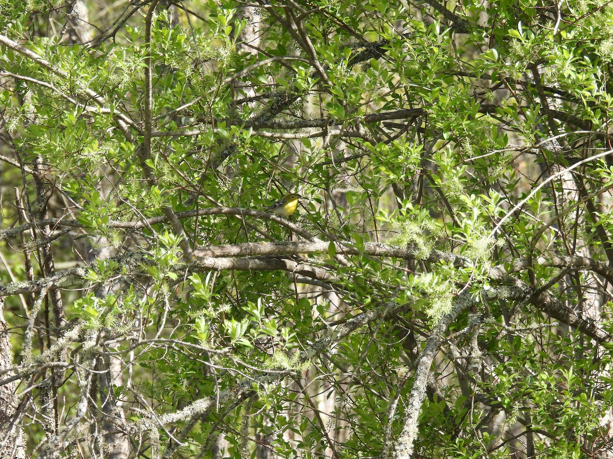 Sarı Gerdanlı Vireo - ML638280190