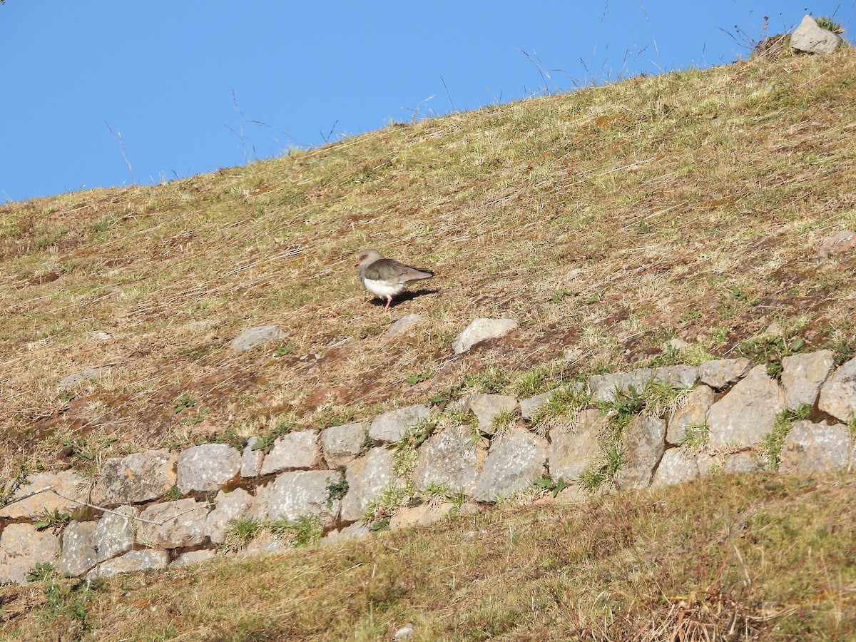 Andean Lapwing - ML638280191
