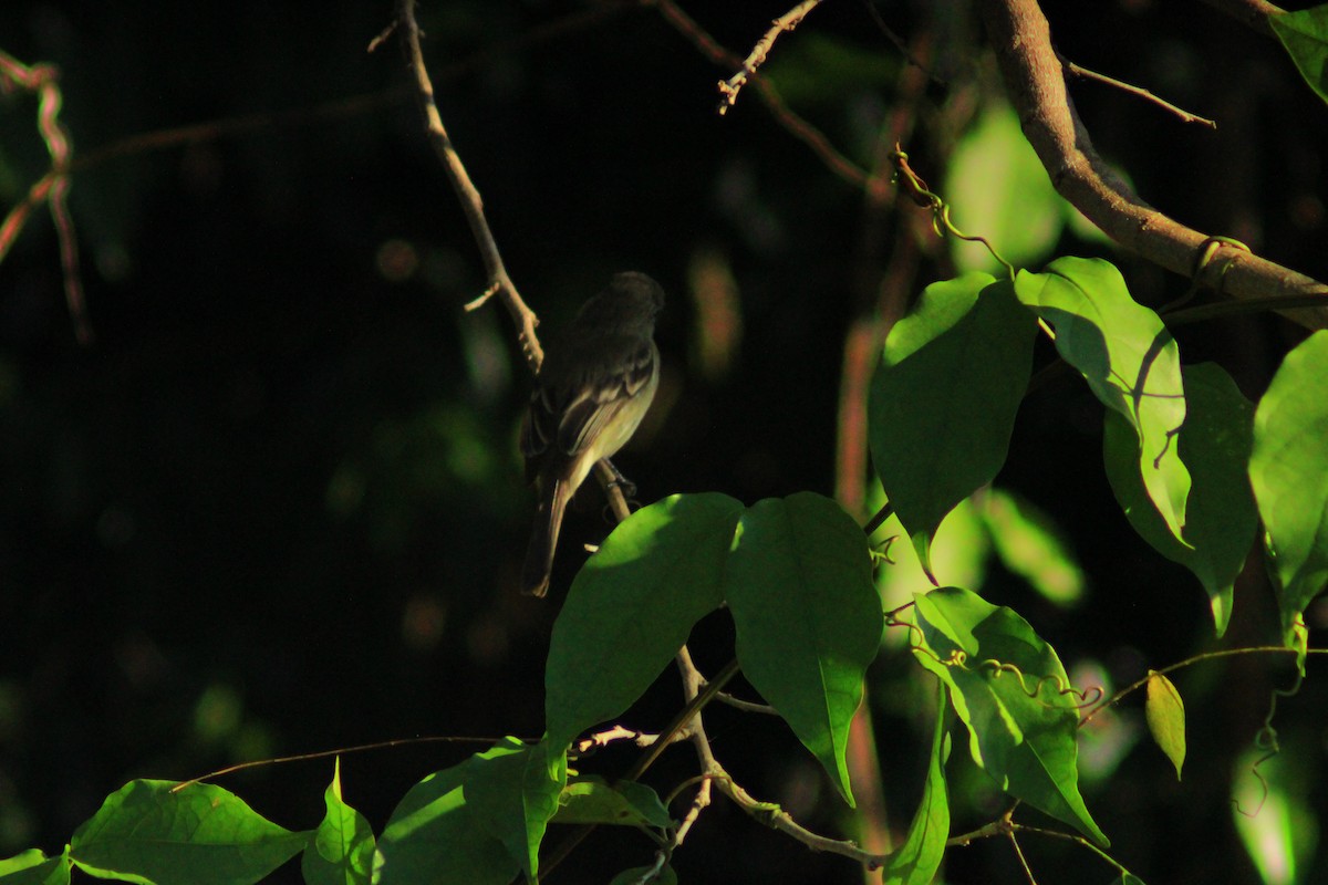 Least Flycatcher - ML638280198