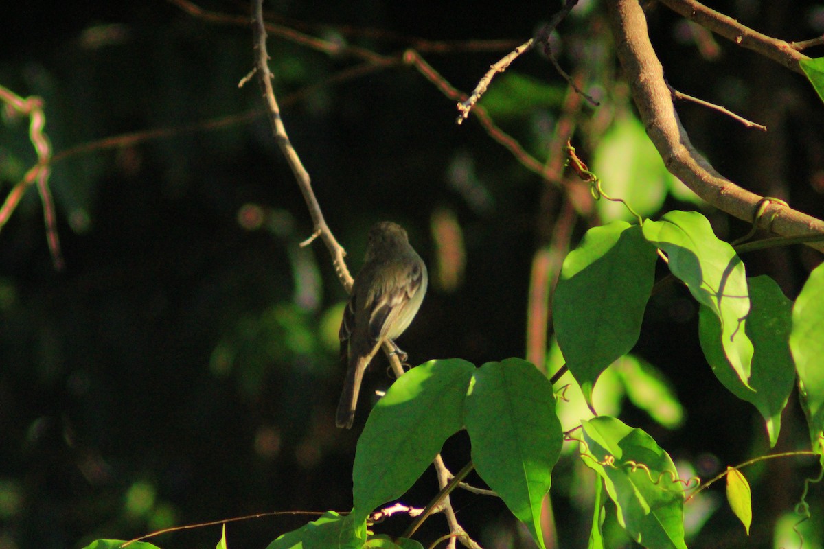 Least Flycatcher - ML638280201