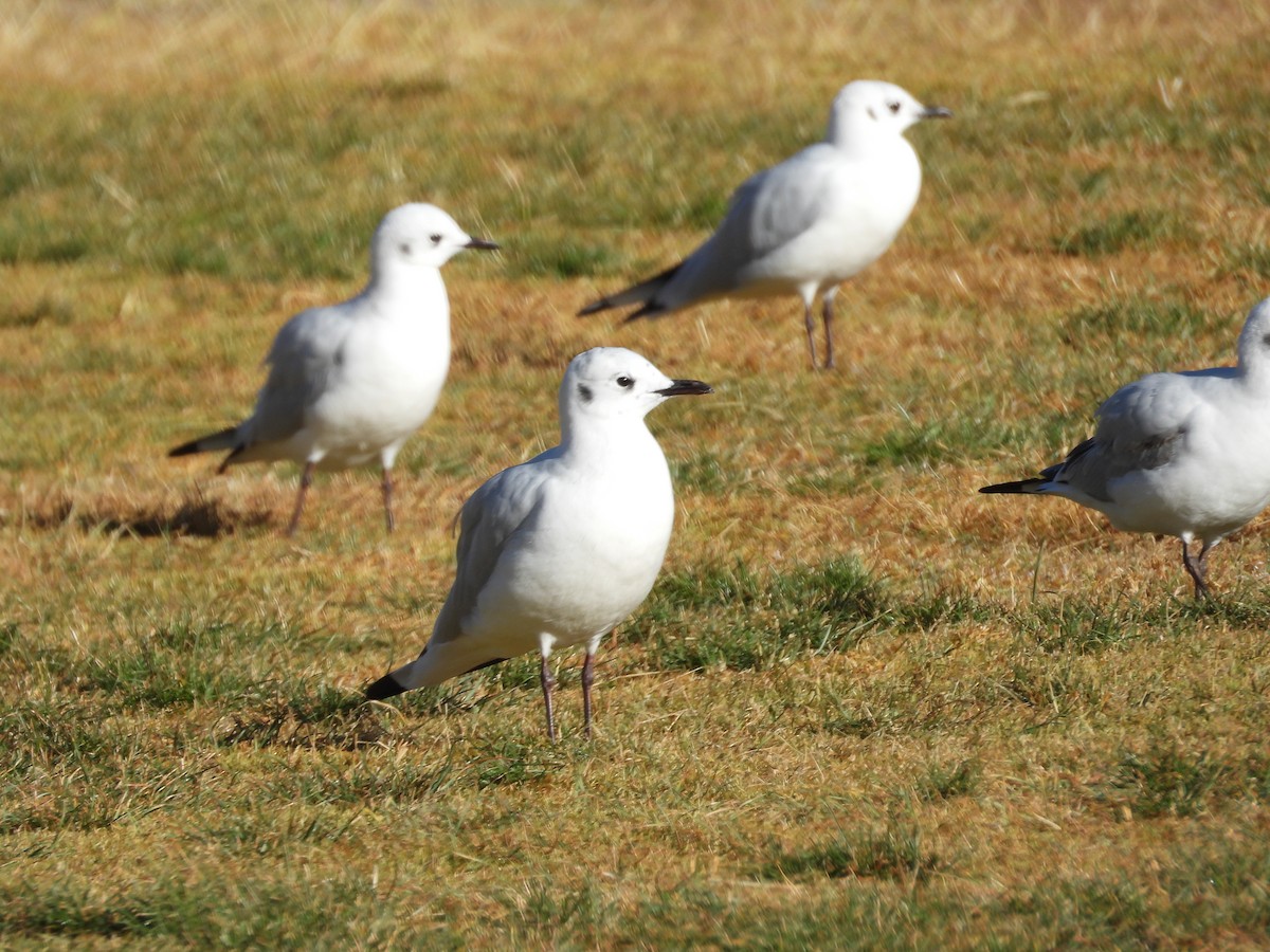 Andean Gull - ML638280203
