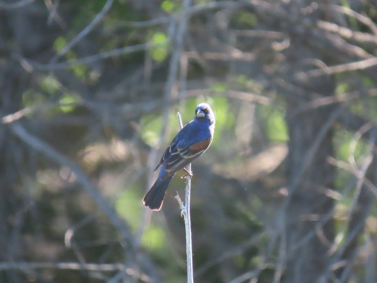 Blue Grosbeak - ML638280204