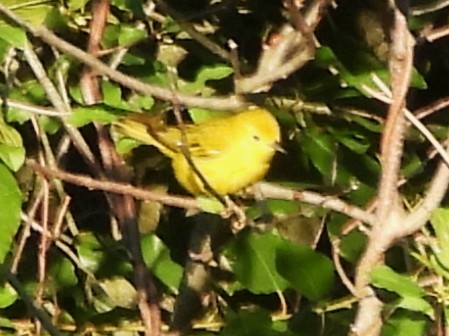 Yellow Warbler - ML638280226