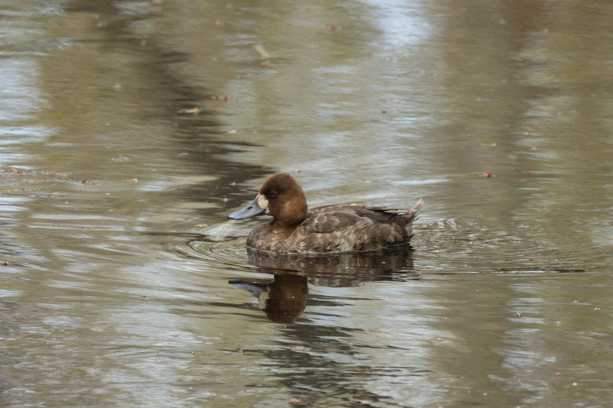 Greater Scaup - ML638280235