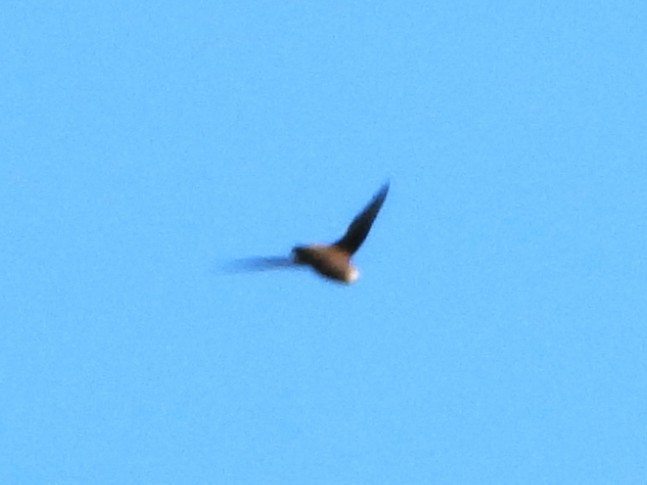 Chimney Swift - ML638280266