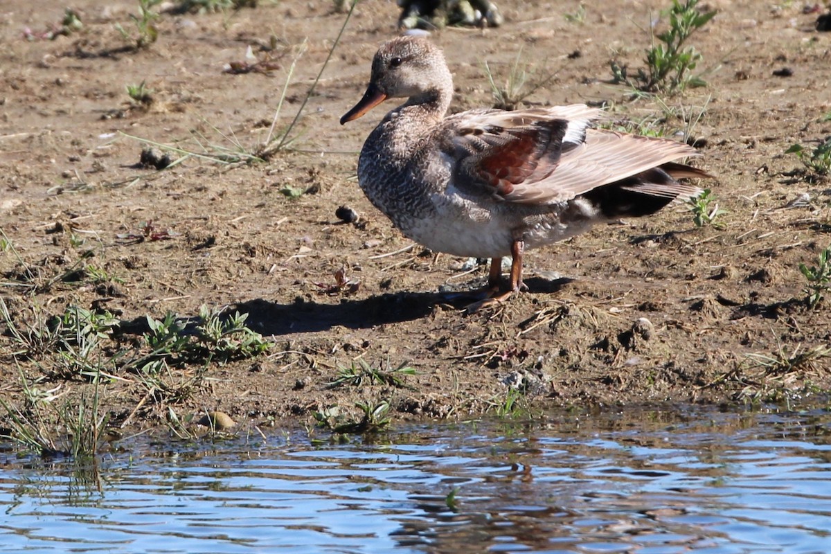 Gadwall - ML638280274