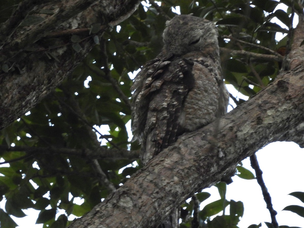 Great Potoo - ML638280275
