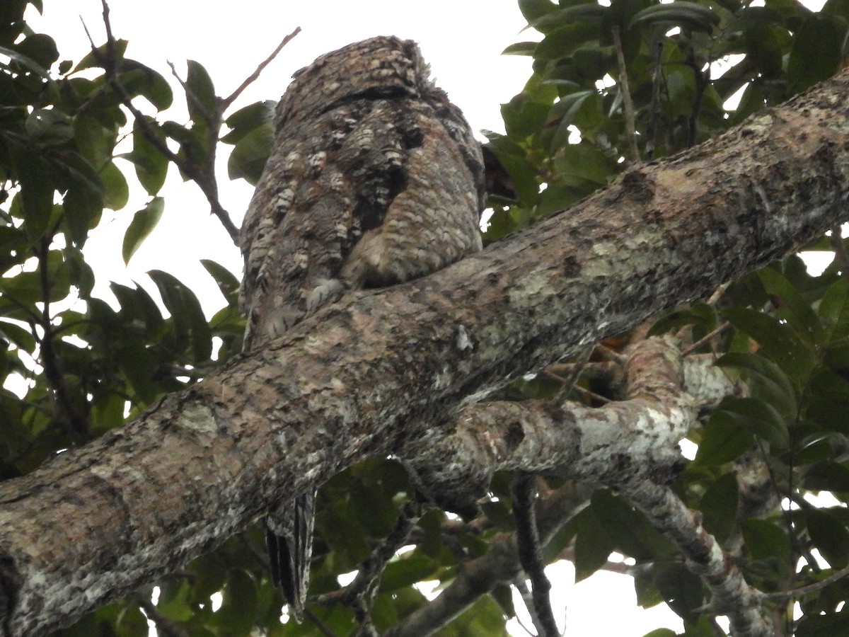 Great Potoo - ML638280286