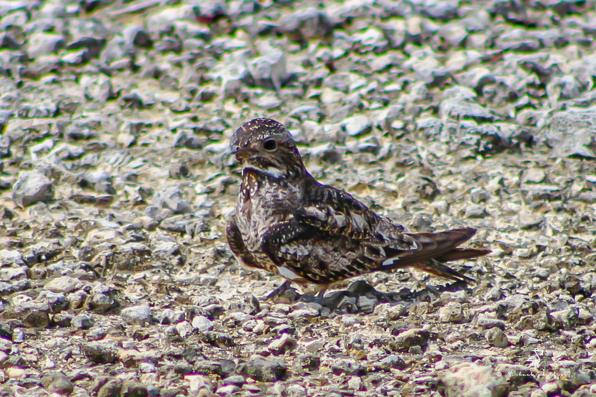 Antillean Nighthawk - ML638280288