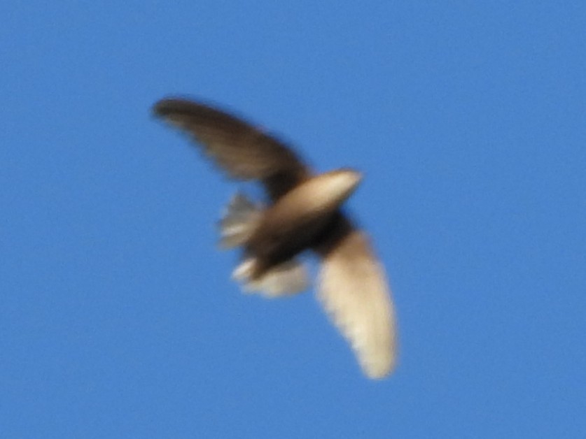 Chimney Swift - ML638280289