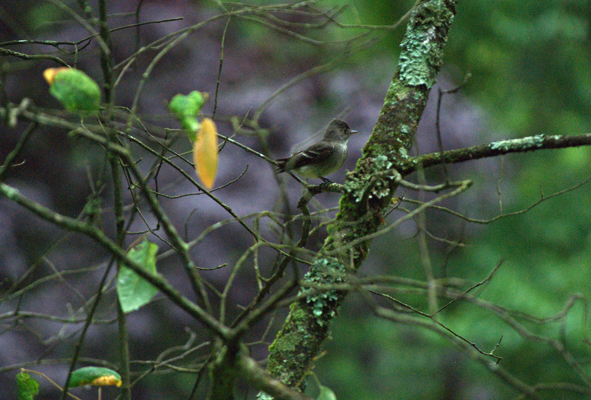 tyranovec východní - ML638280294