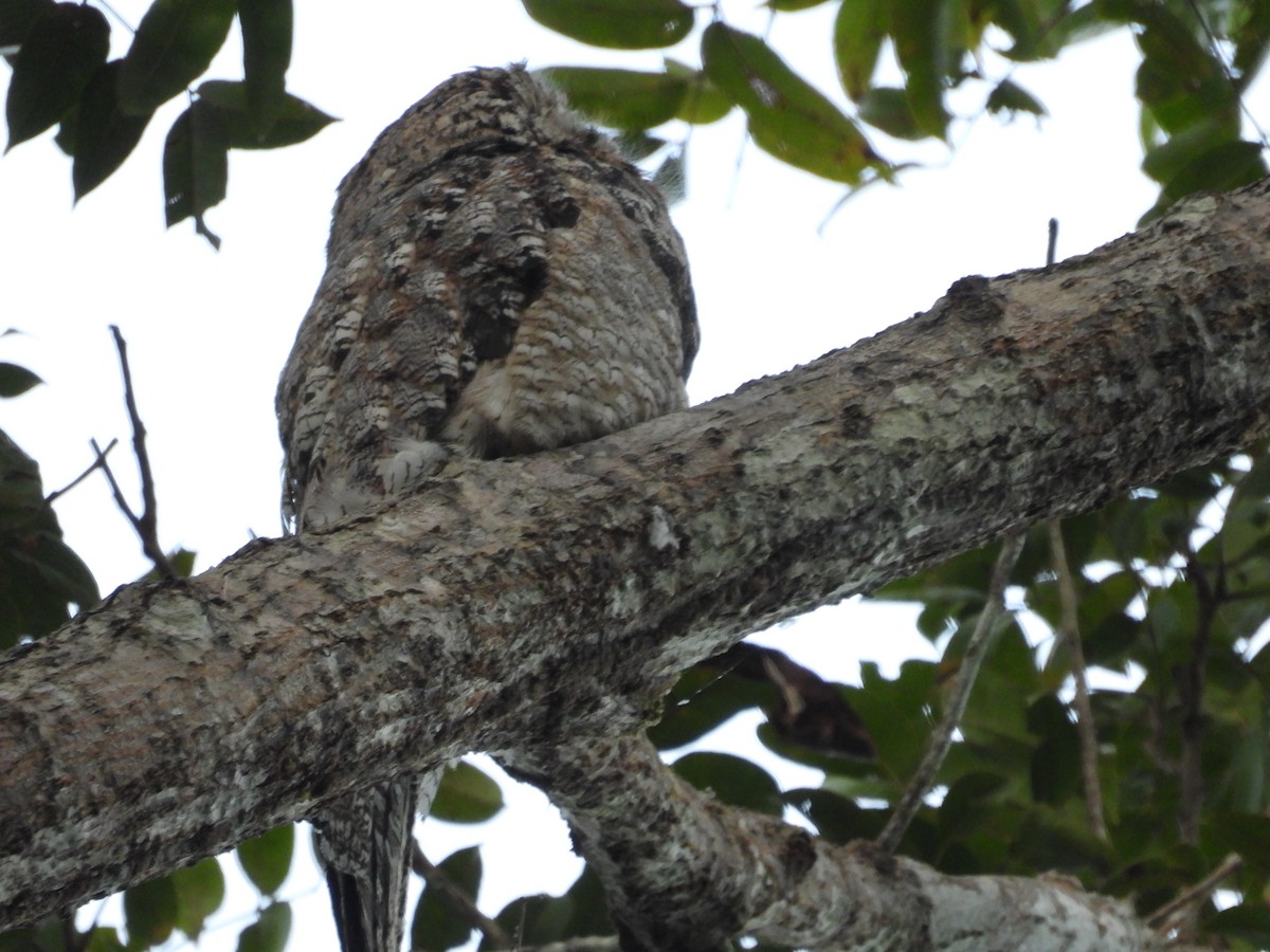 Great Potoo - ML638280295