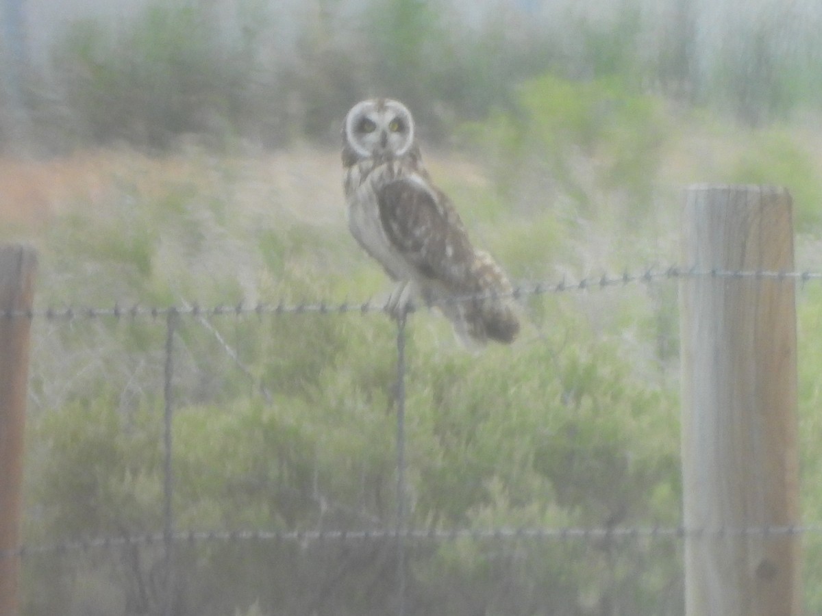 Short-eared Owl (Northern) - ML638280300