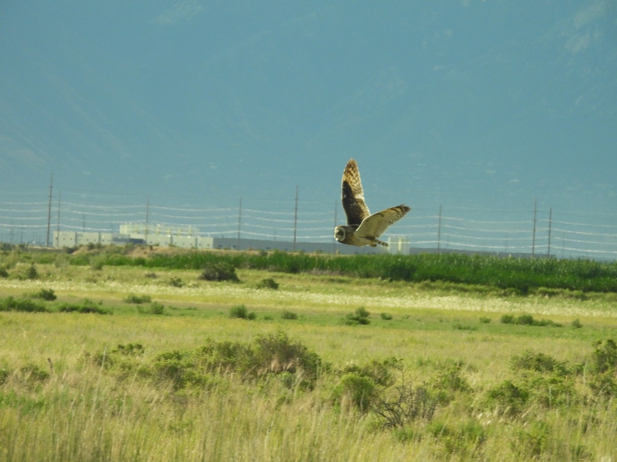 Short-eared Owl (Northern) - ML638280301