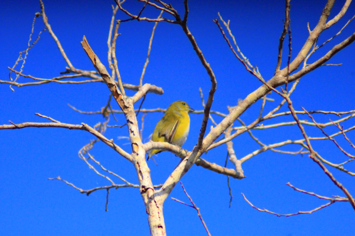 Yellow-throated Euphonia - ML638280320