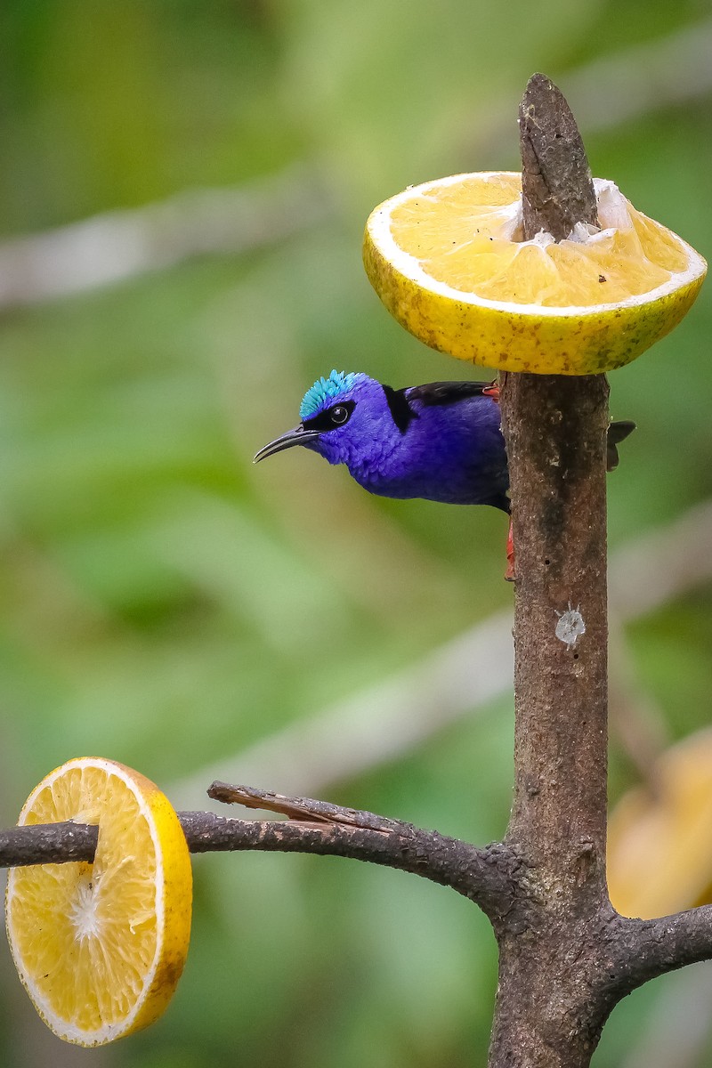 Red-legged Honeycreeper - ML638280342