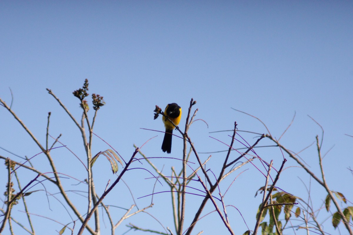 Black-cowled Oriole - ML638280362