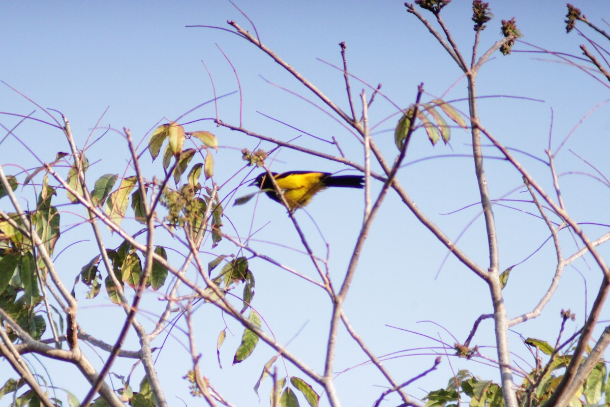 Black-cowled Oriole - ML638280364