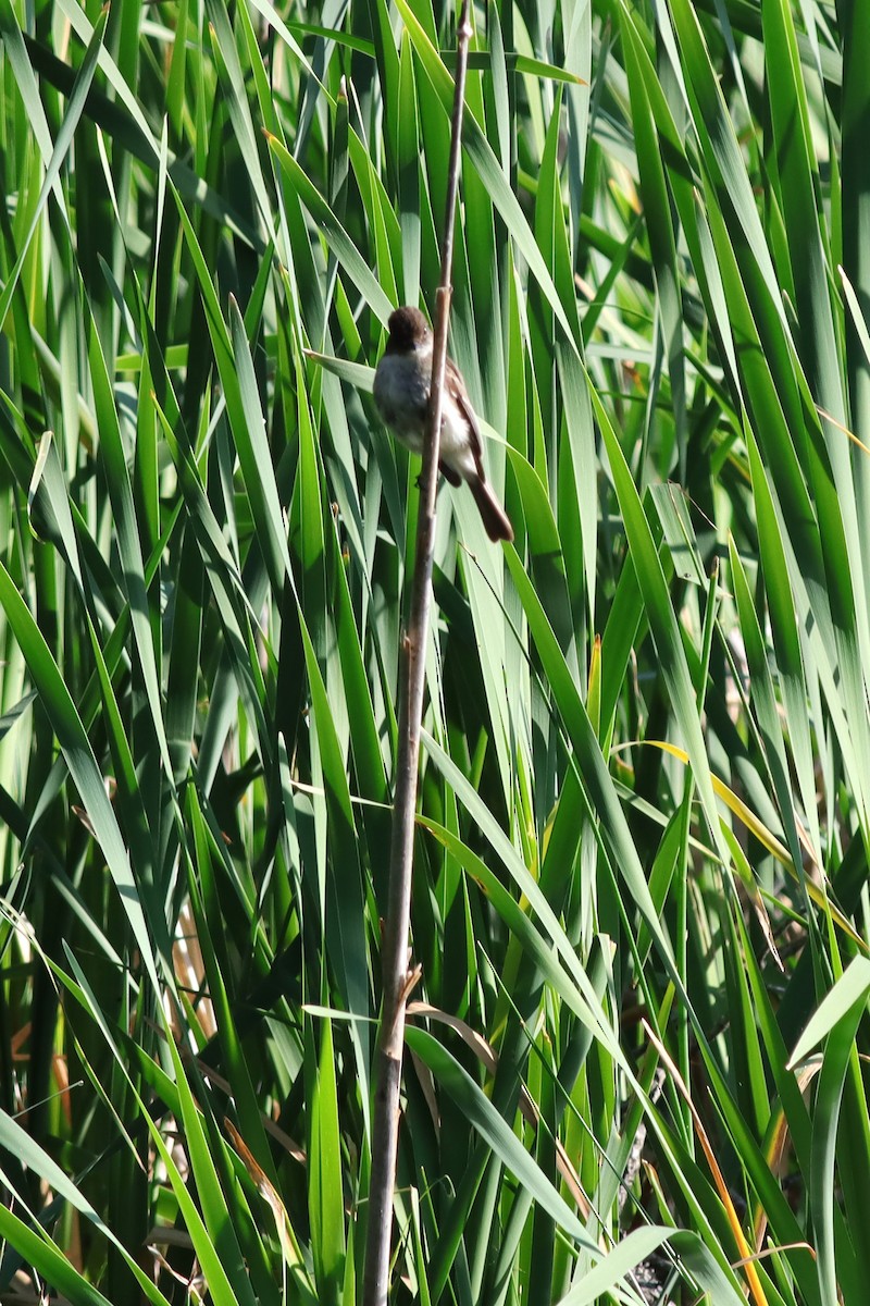Eastern Phoebe - ML638280366