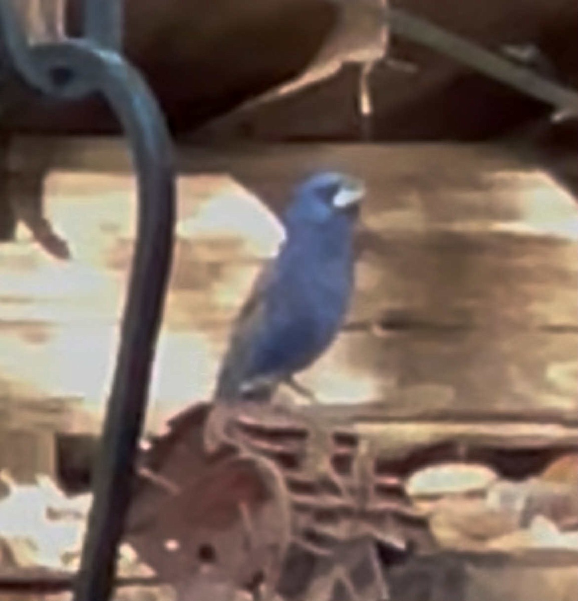Blue Grosbeak - ML638280382