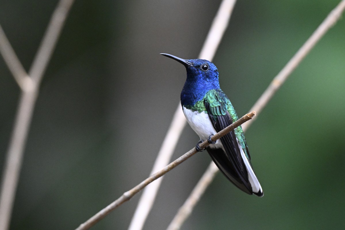 White-necked Jacobin - ML638280392