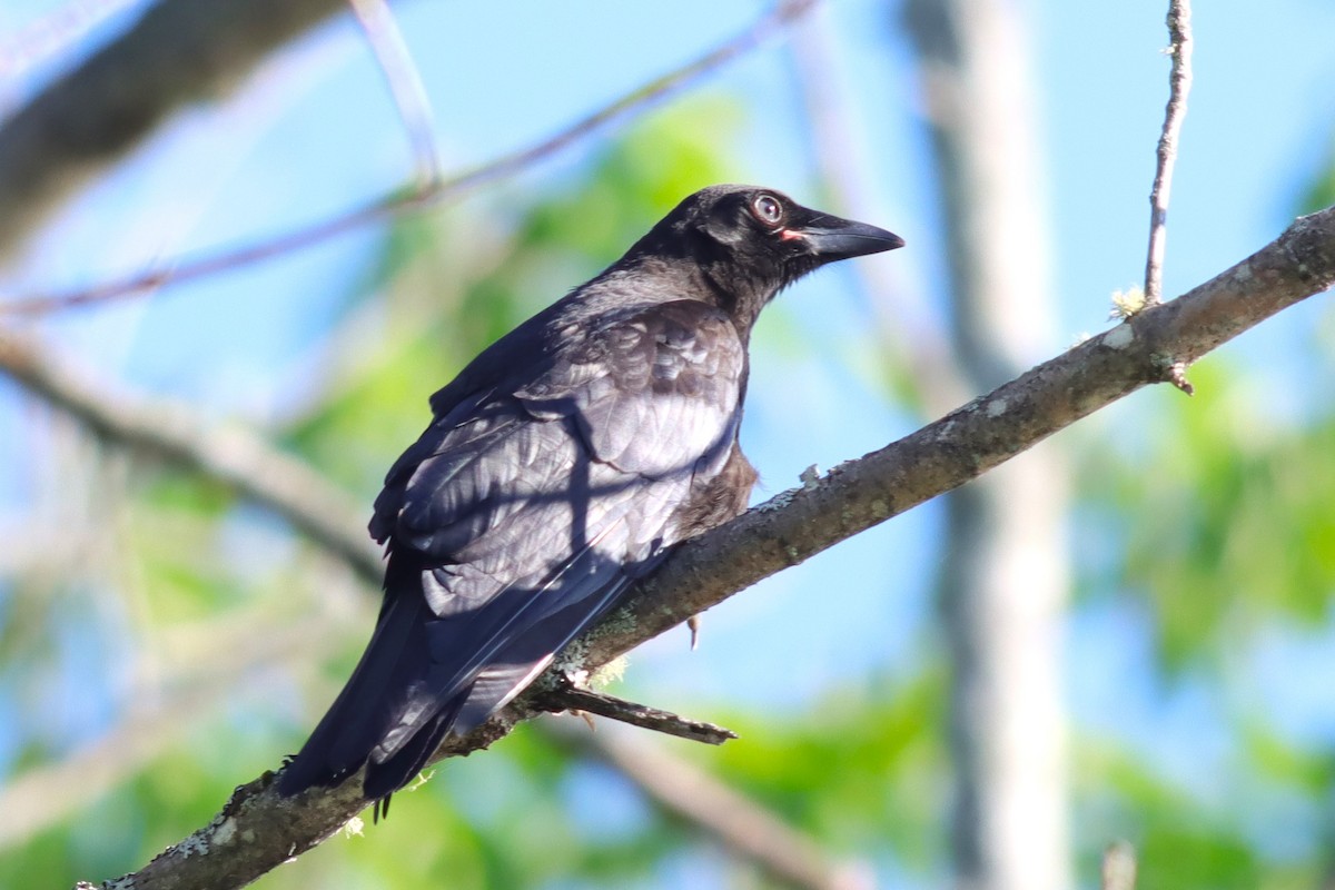 American Crow - ML638280401