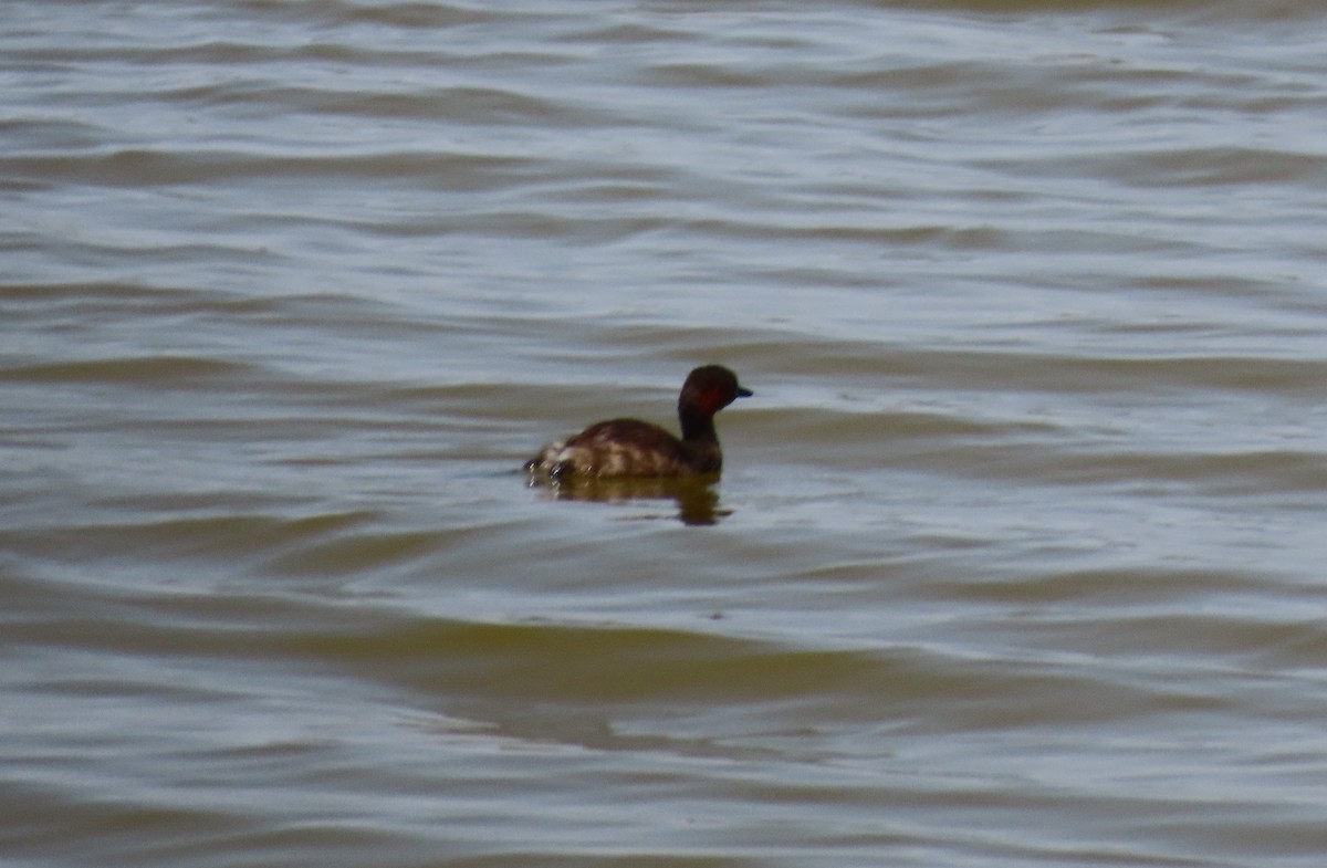 Little Grebe - ML638280402