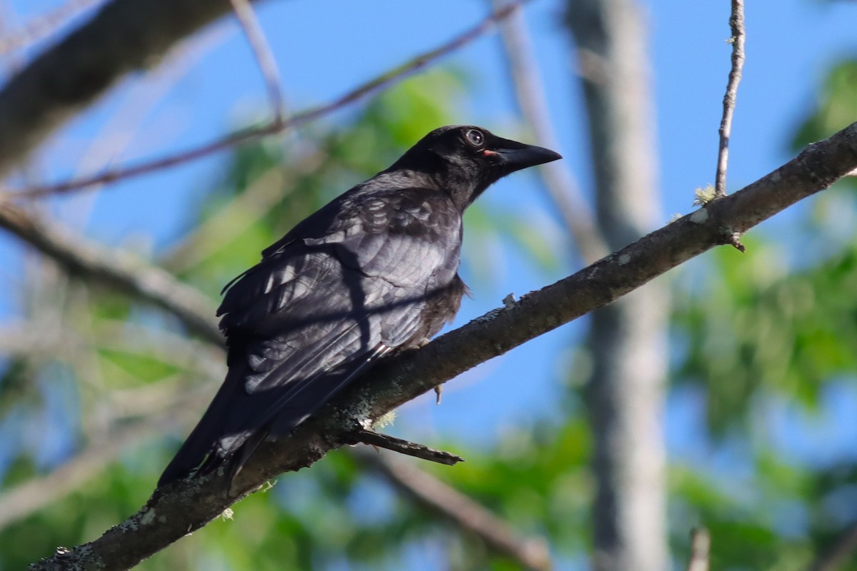 American Crow - ML638280403