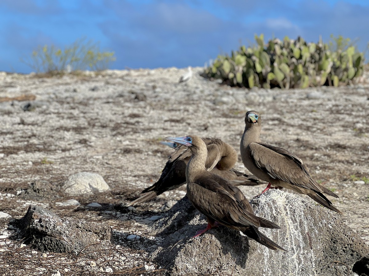 Red-footed Booby - ML638280406