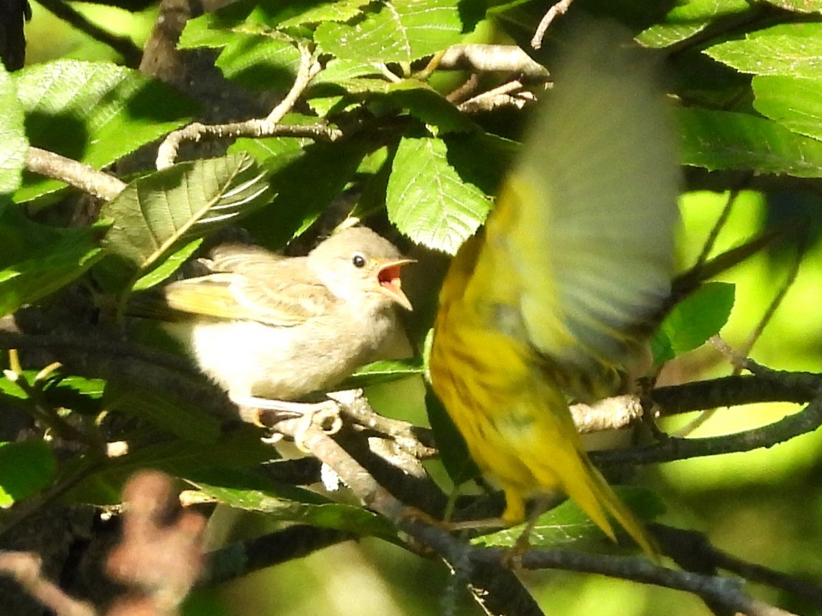 Yellow Warbler - ML638280410