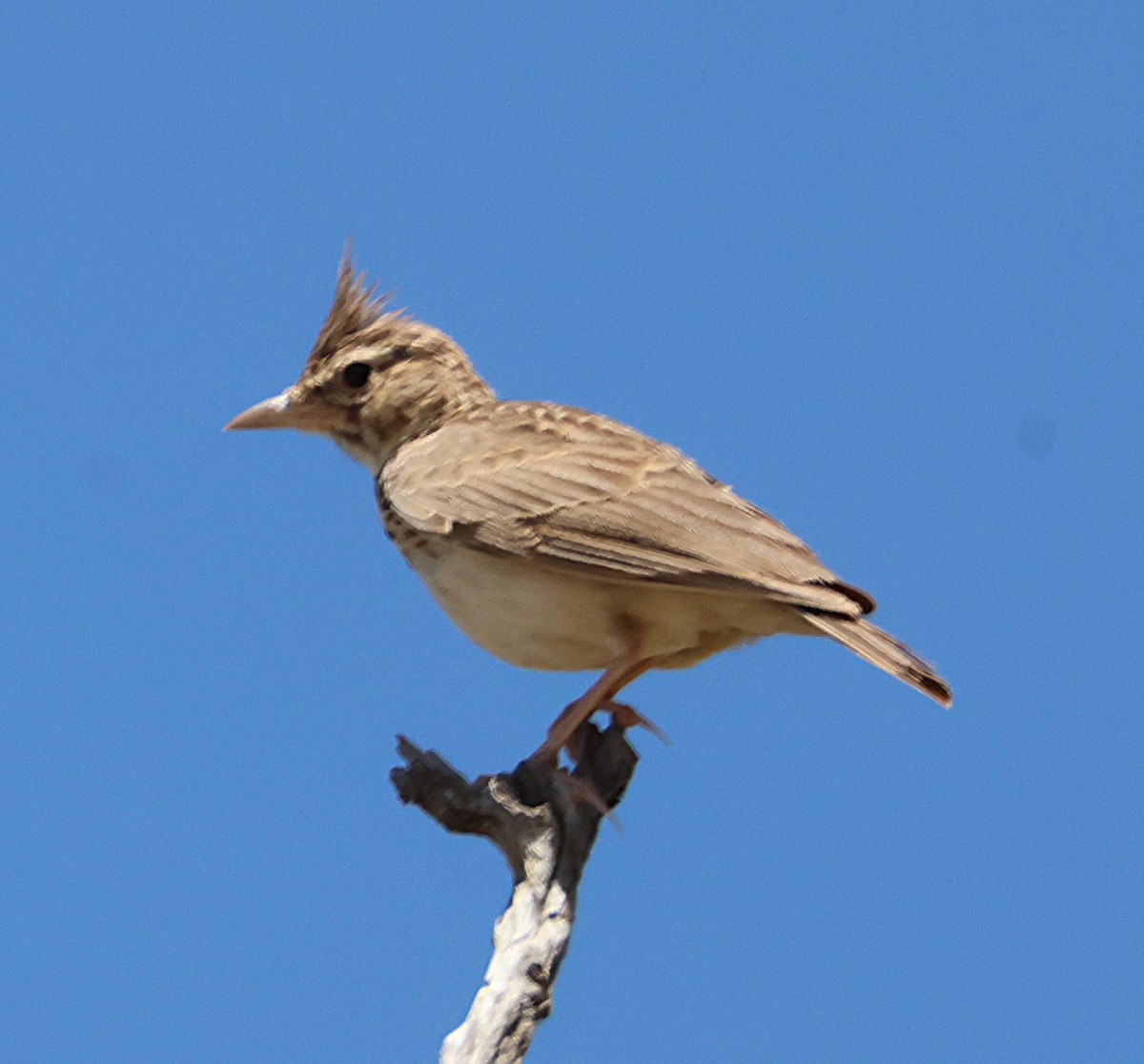 Crested Lark - ML638280430