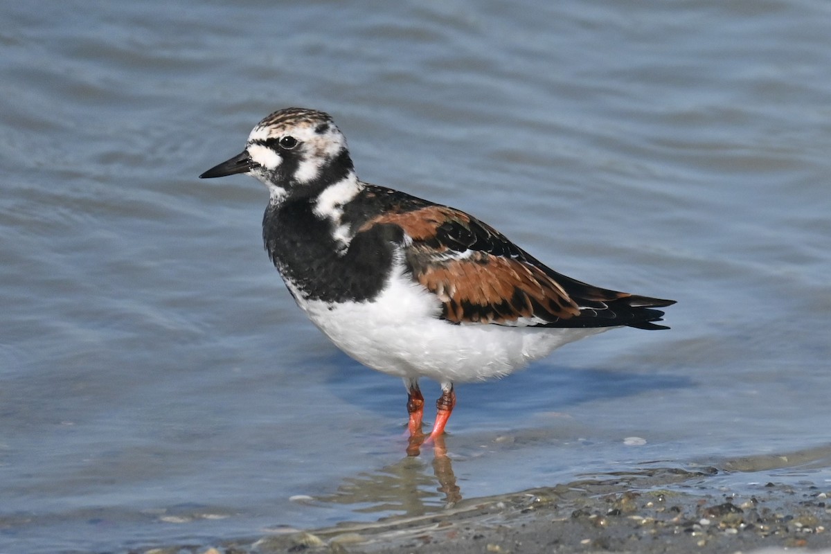 Ruddy Turnstone - ML638280434