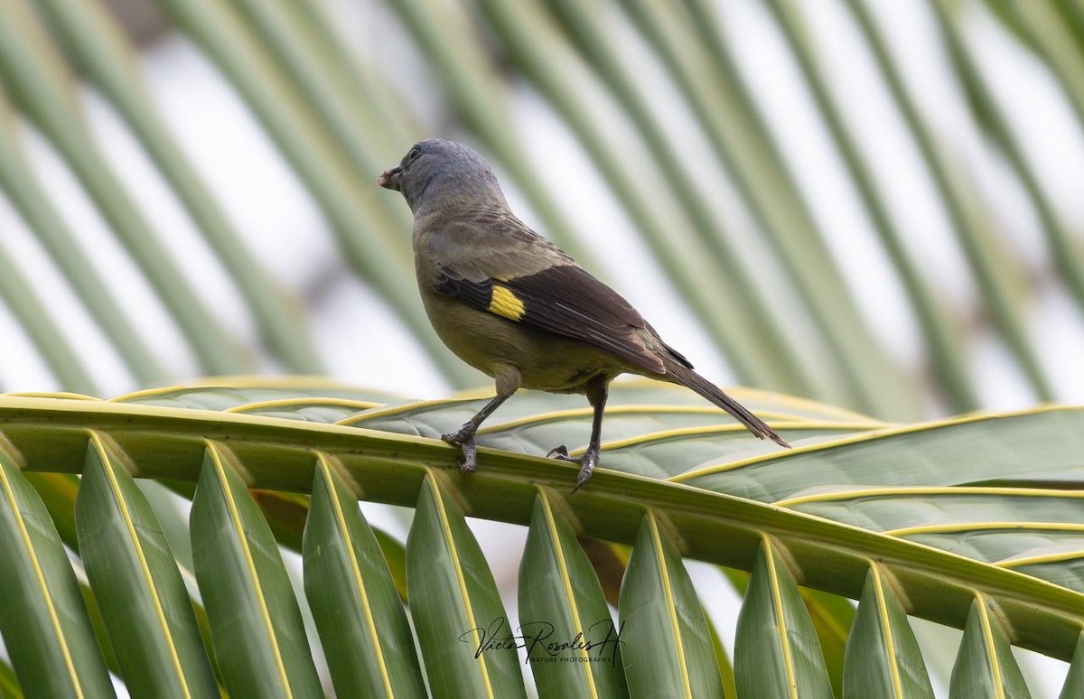 Tangara Aliamarilla - ML638280442
