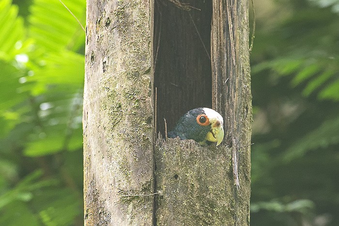 White-crowned Parrot - ML638280444