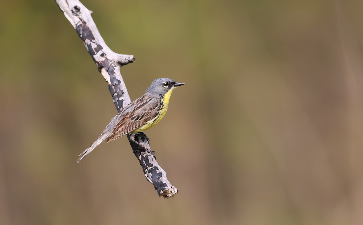 Kirtland's Warbler - ML638280458