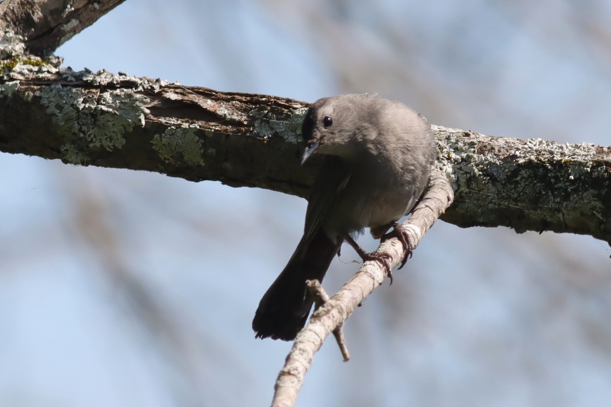 Gray Catbird - ML638280461
