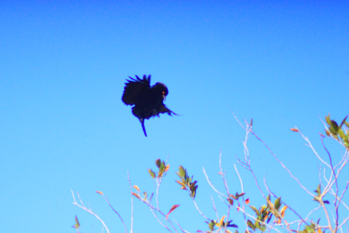 Bronzed Cowbird - ML638280476