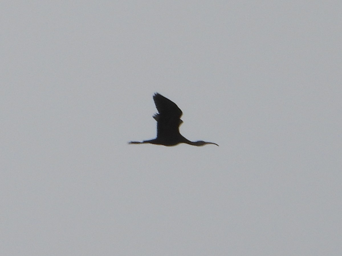 White-faced Ibis - ML638280486