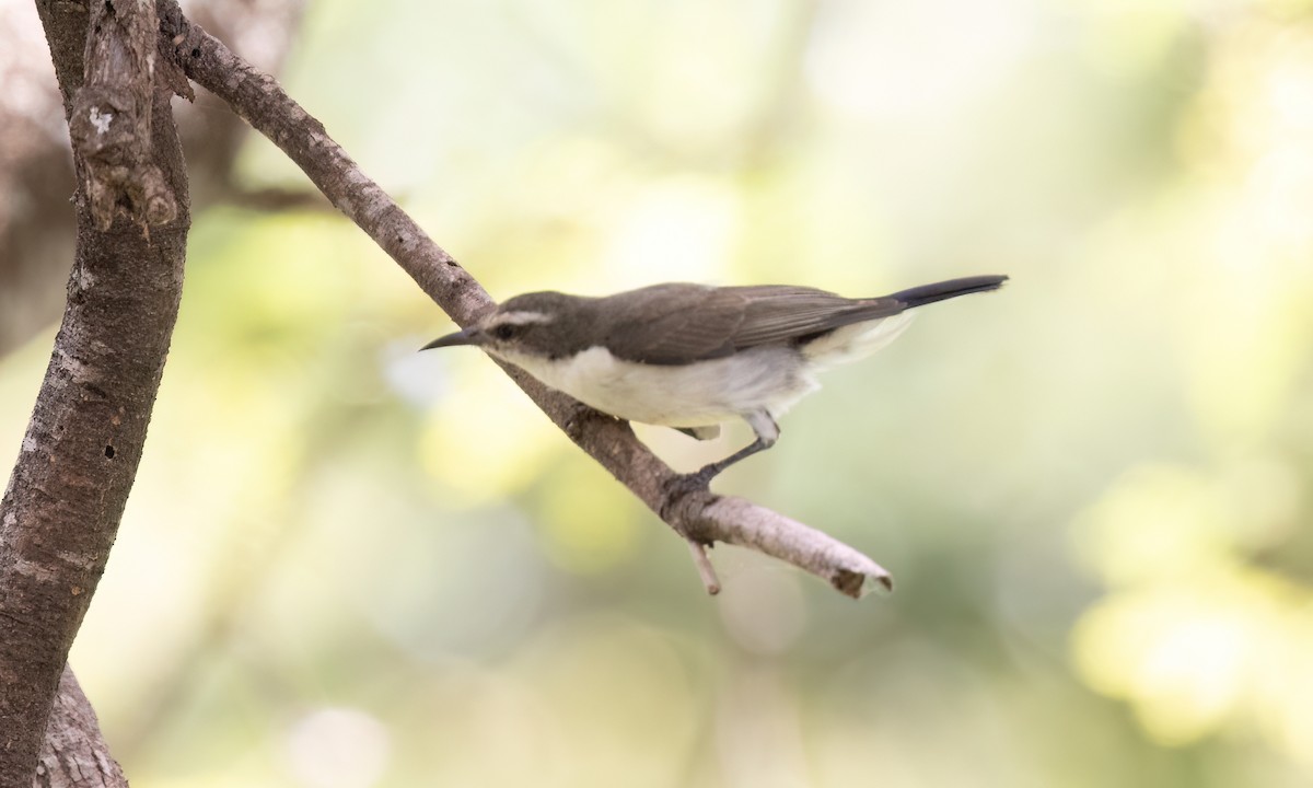 Eastern Violet-backed Sunbird - ML638280488