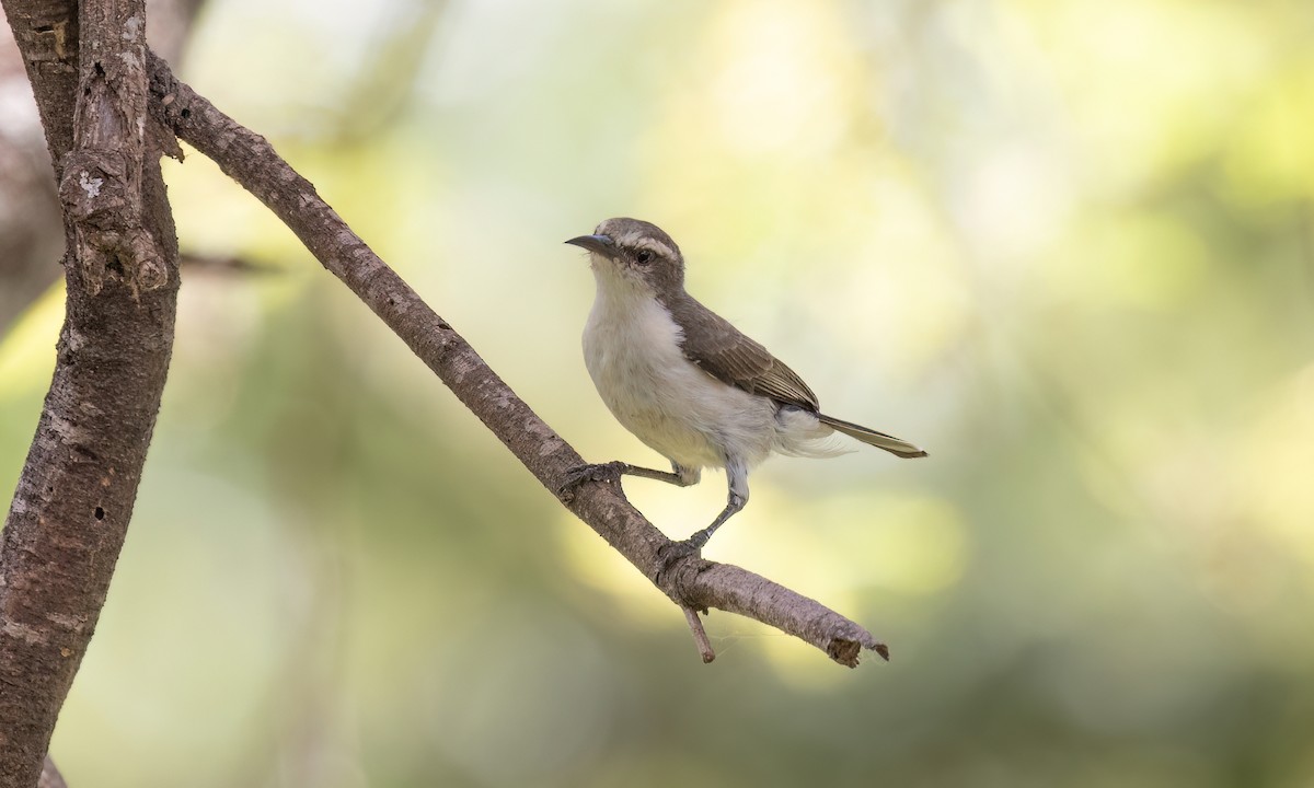 Eastern Violet-backed Sunbird - ML638280489