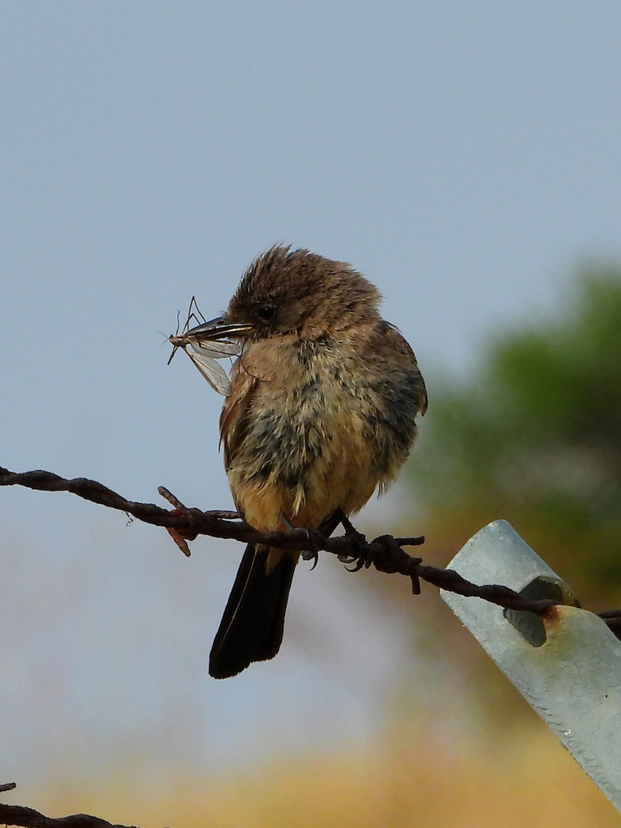 Say's Phoebe - ML638280492
