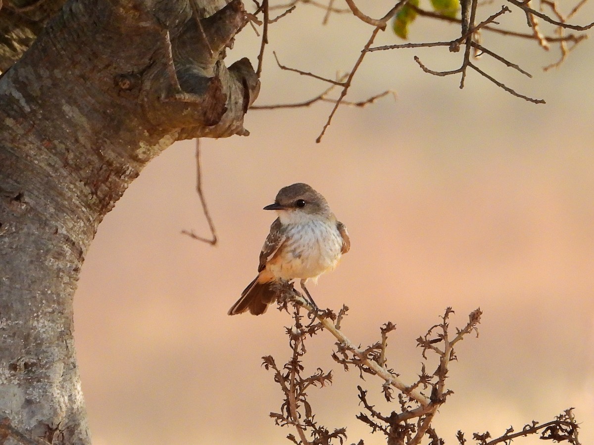 Vermilion Flycatcher - ML638280497
