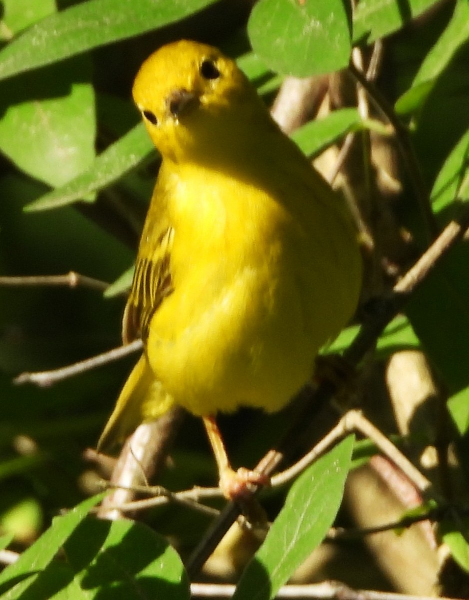 Yellow Warbler - ML638280513