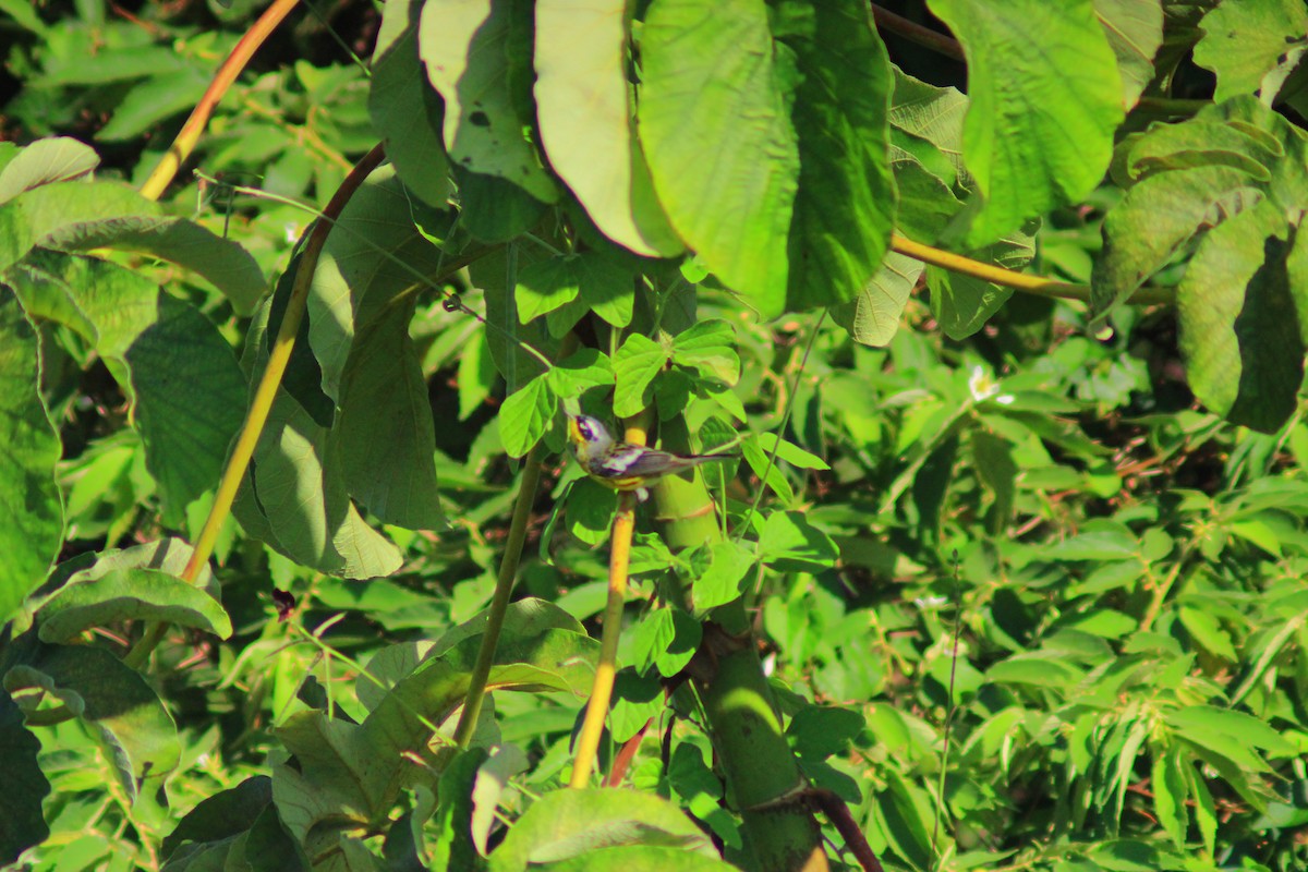 Magnolia Warbler - ML638280518