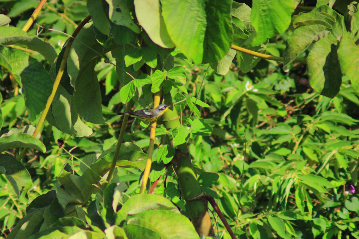 Magnolia Warbler - ML638280519