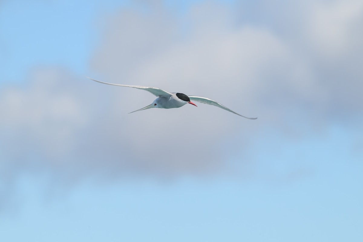 Sterne arctique - ML638280530