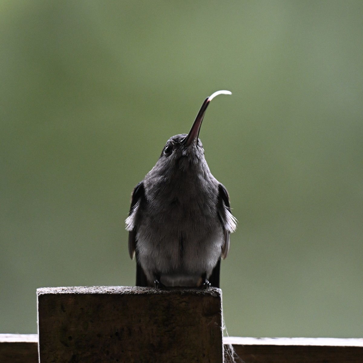 Gray-breasted Sabrewing - ML638280532