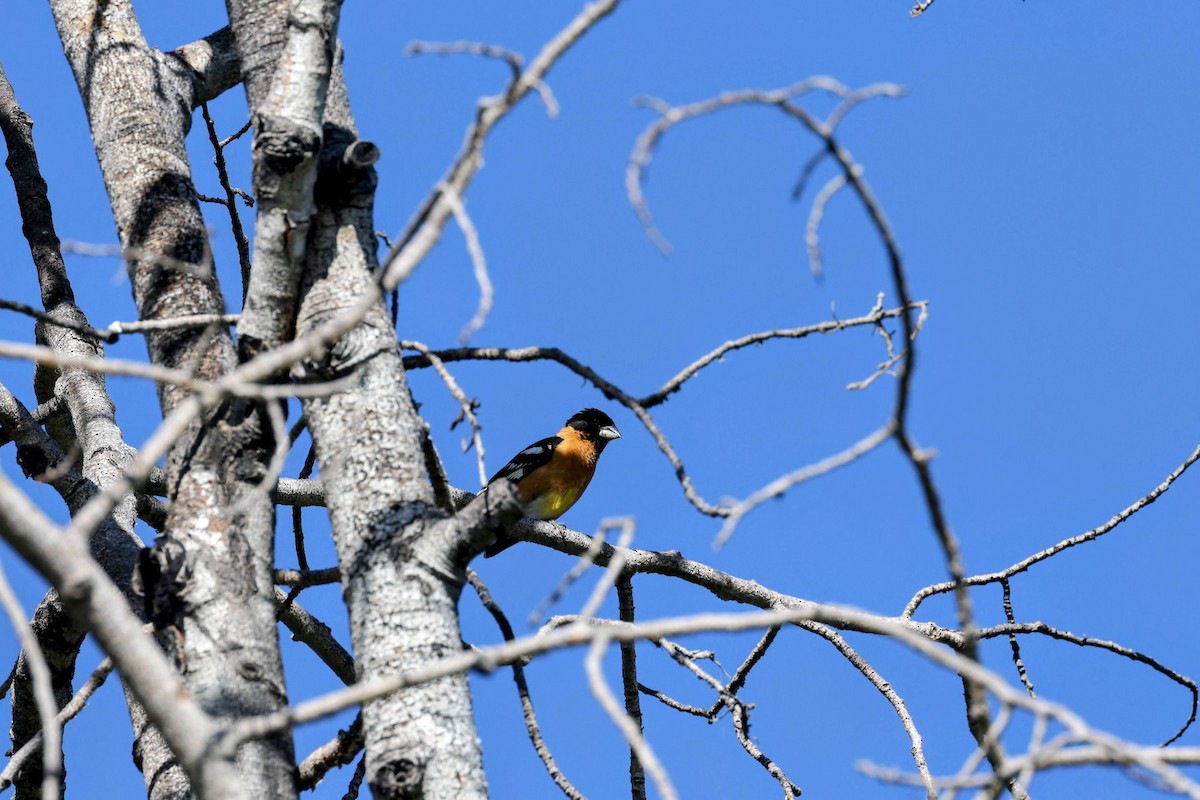 Black-headed Grosbeak - ML638280534